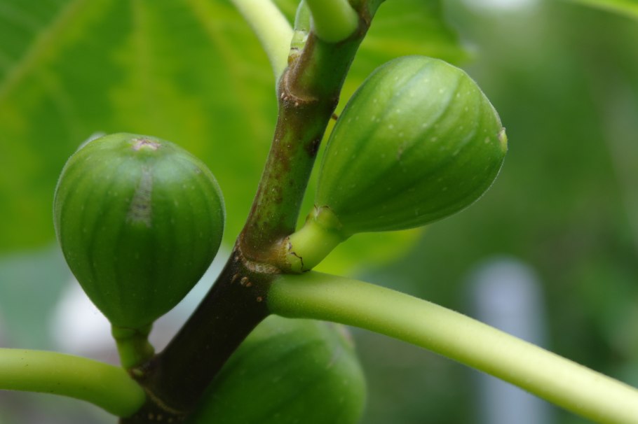 Инжир Карика Hardy Fig