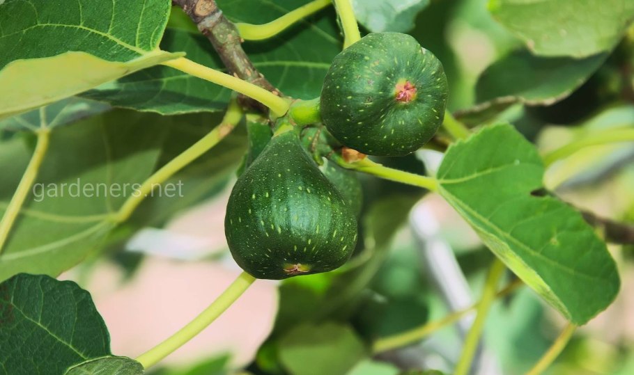 Инжир в Крыму дерево