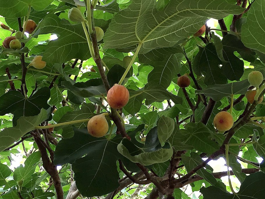 Инжир обыкновенный ГФ