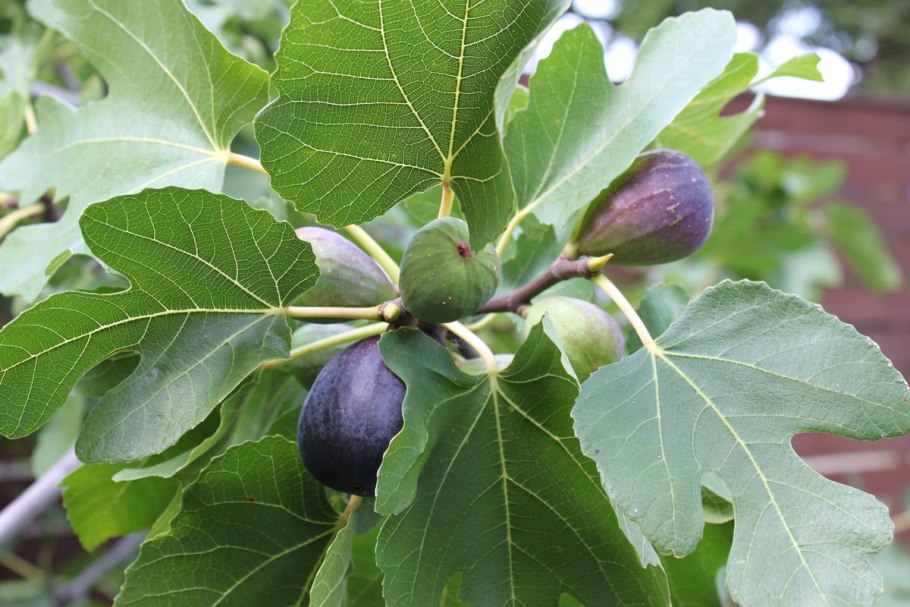 Инжир Грузия