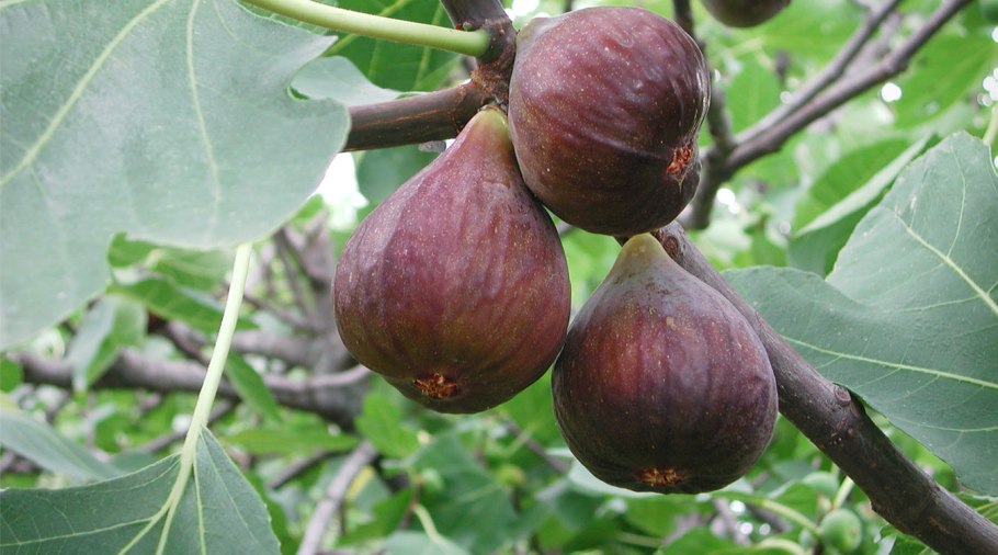 Фикус бенгальский Баньян