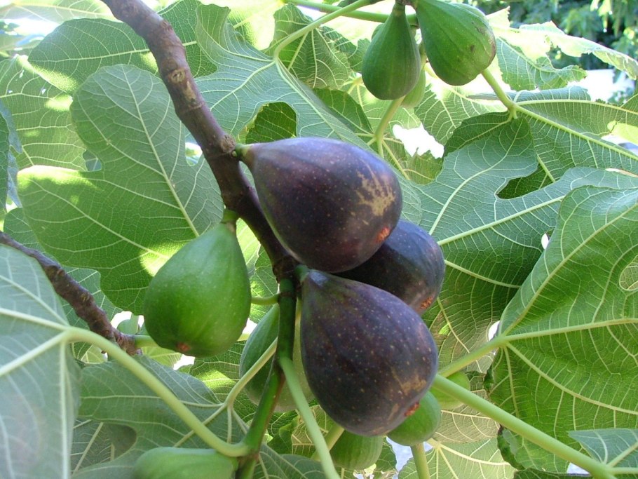 Смоква ягода