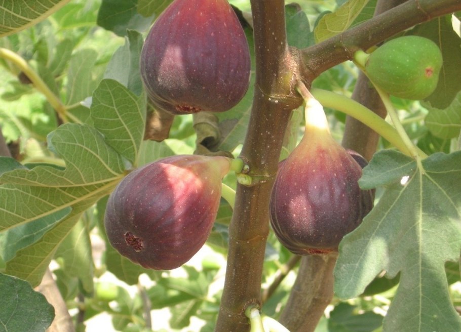 Инжир сорт Никитский