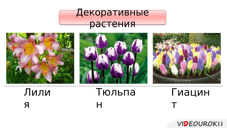 Лютиковые гинецей