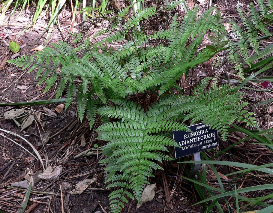 Румора адиантовидная