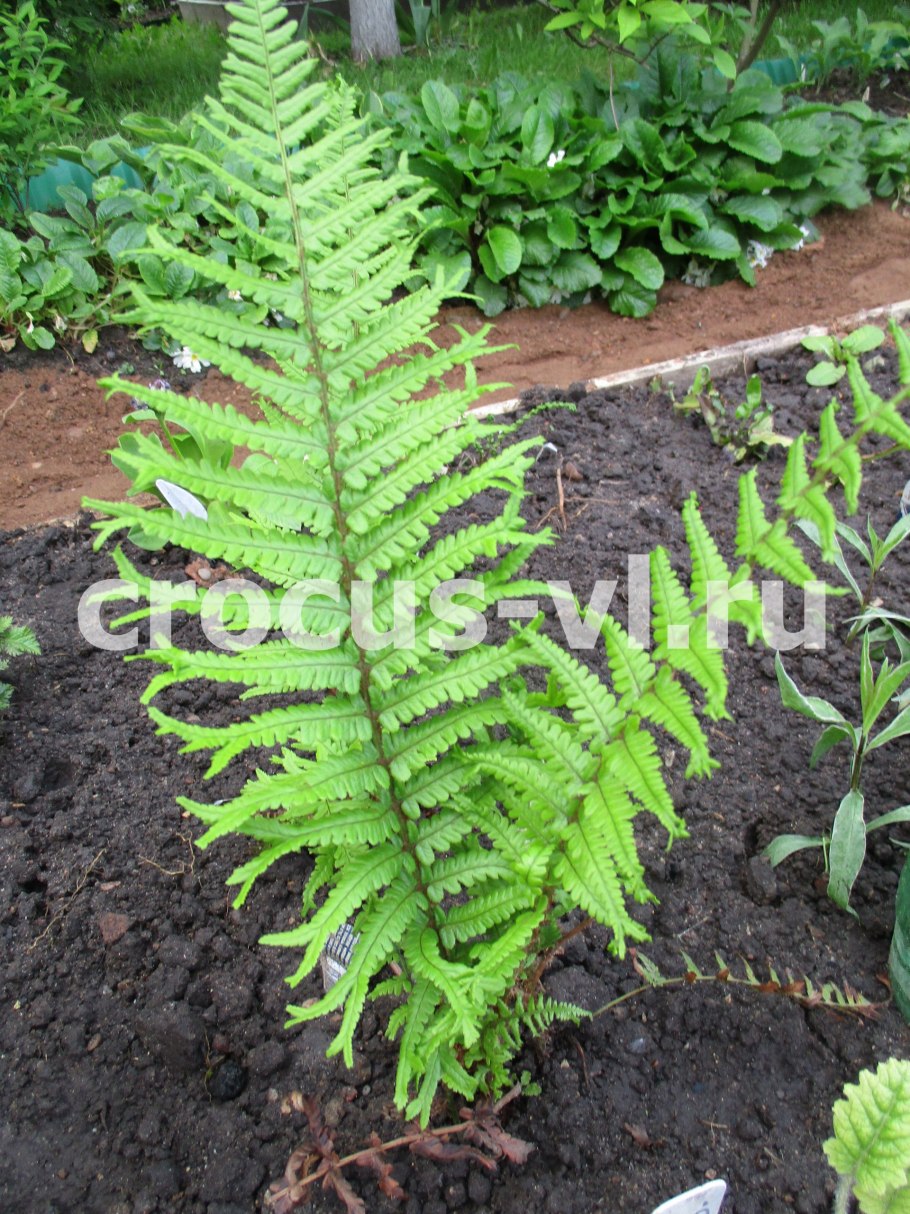 Dicranopteris linearis