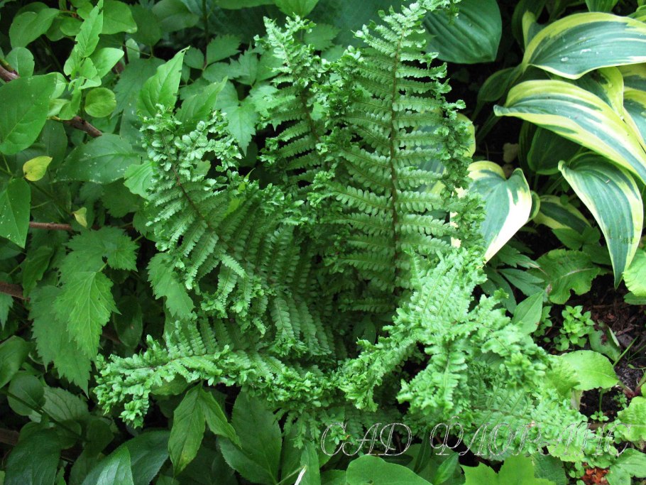 Щитовник линеарис Полидактила