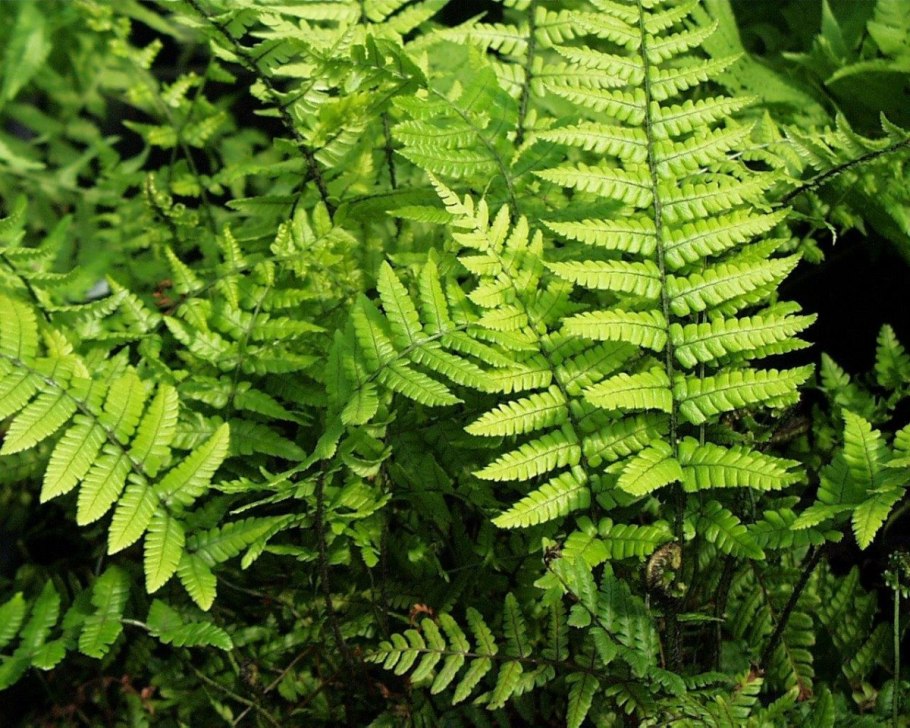 Dryopteris lepidopoda