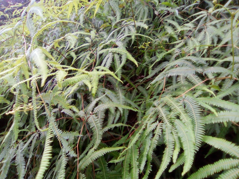 Страусник чернокоренный