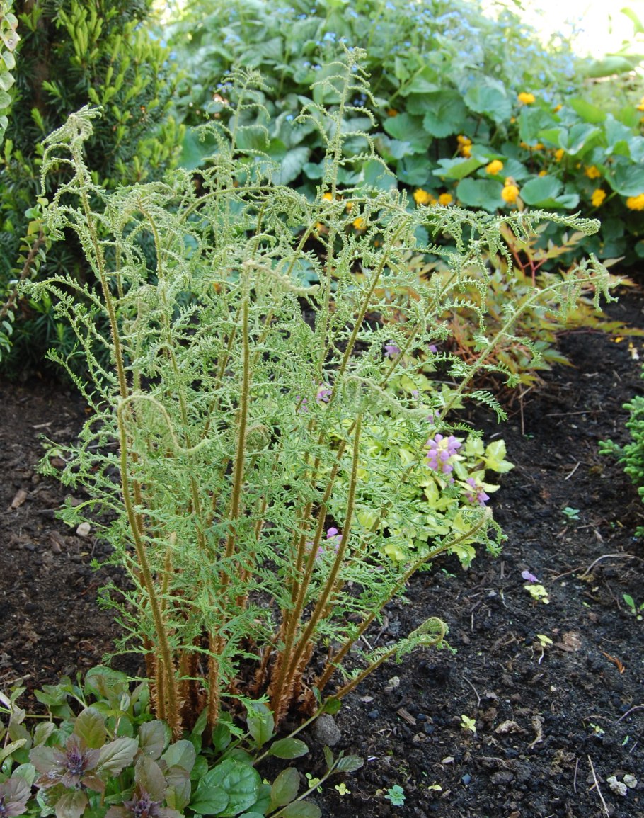 Dryopteris filix-mas linearis polydactyla
