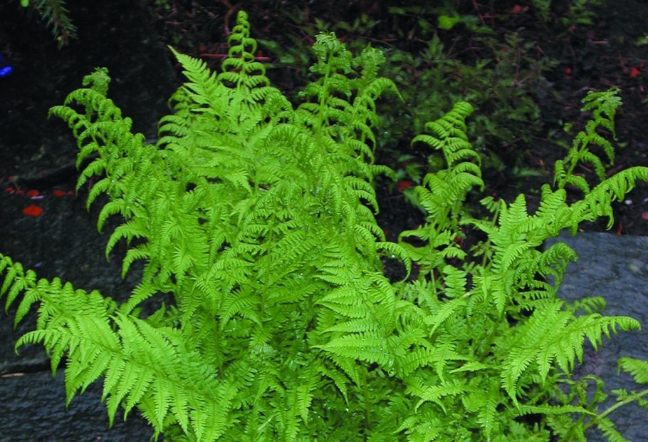 Щитовник BUSILVANA