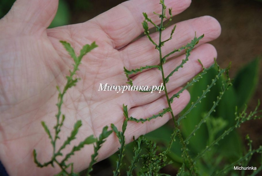 Щитовник мужской linearis polydactylon