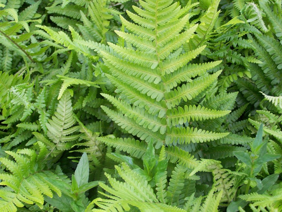 Polystichum polyblepharum
