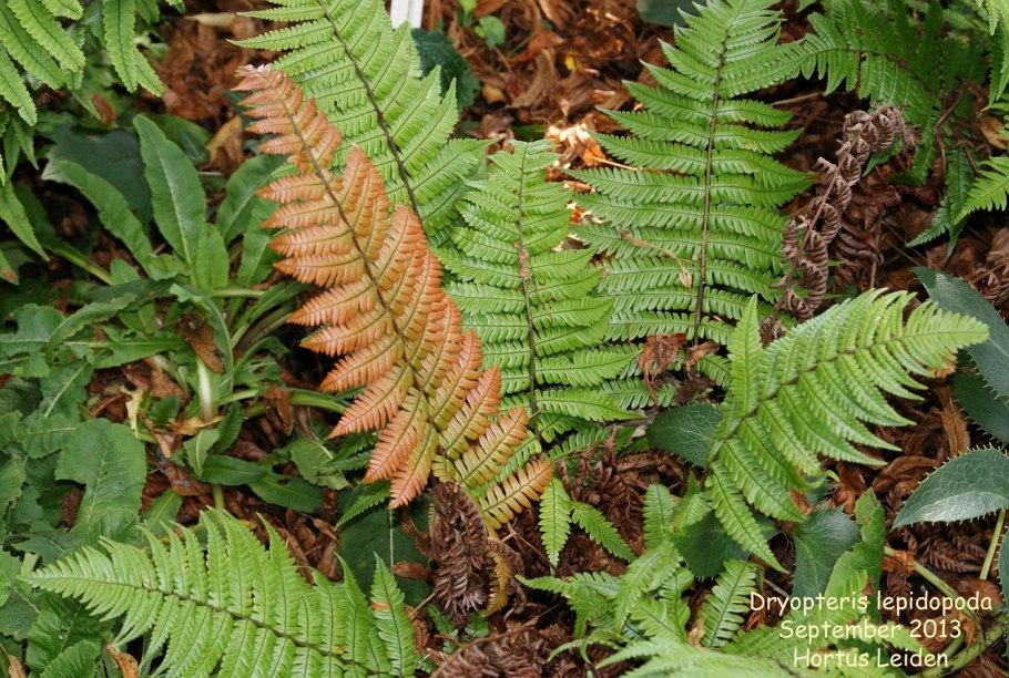 Папоротник в Ботаническом саду