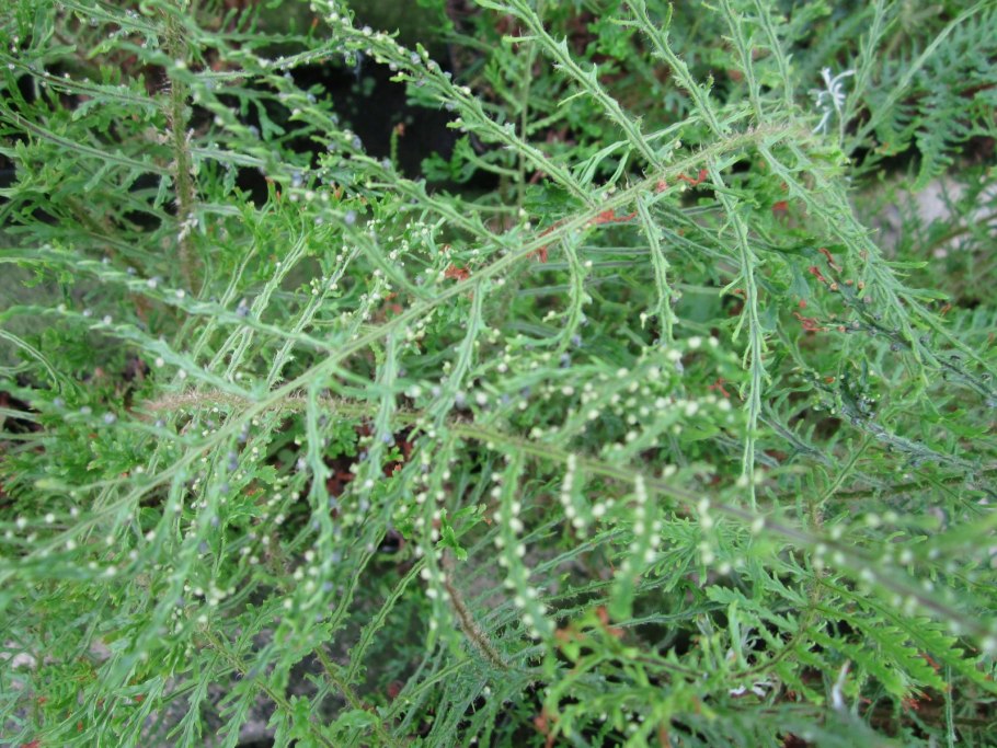 Щитовник linearis polydactylon