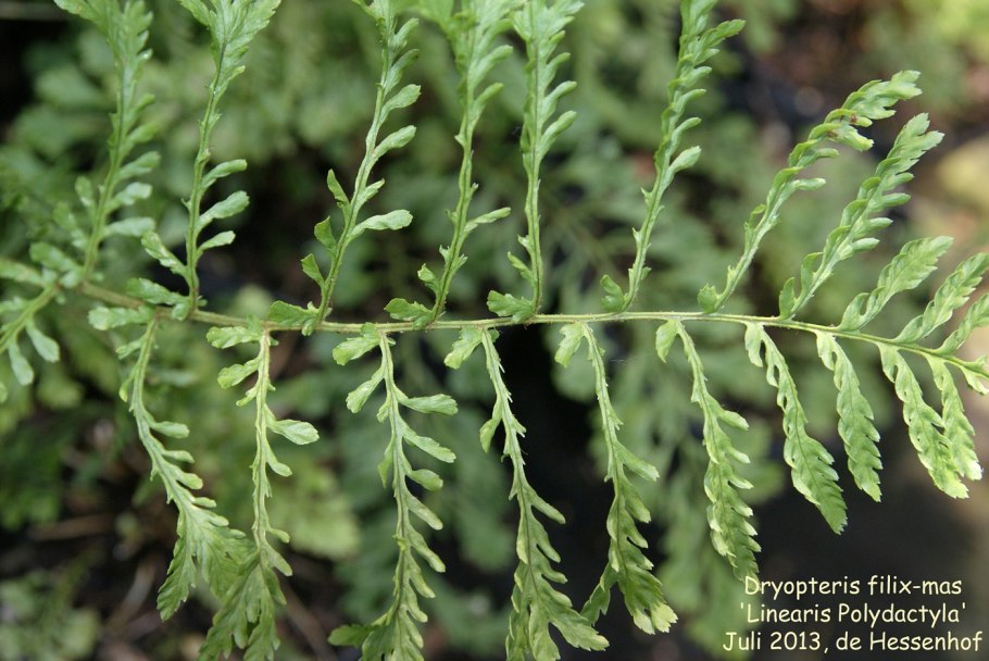 Щитовник linearis polydactylon