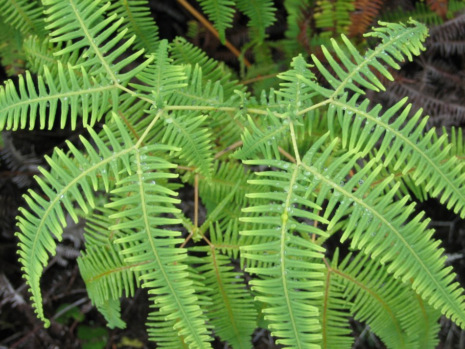 Самый маленький папоротник в мире