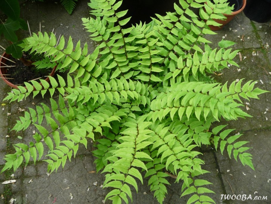 Dryopteris filix mas Furcans