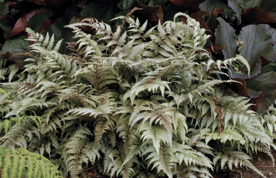 Папоротник страусник кочедыжник