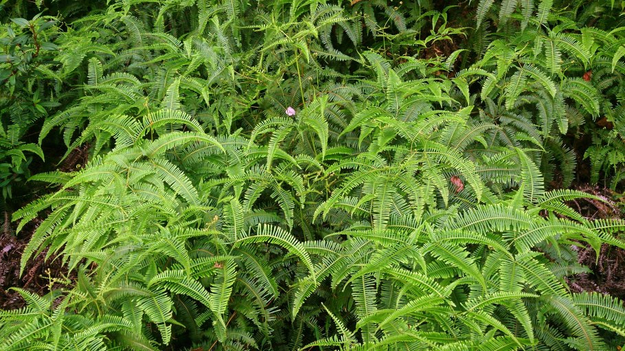 Щитовник представители папоротников