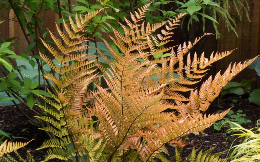 Щитовник Шартрский