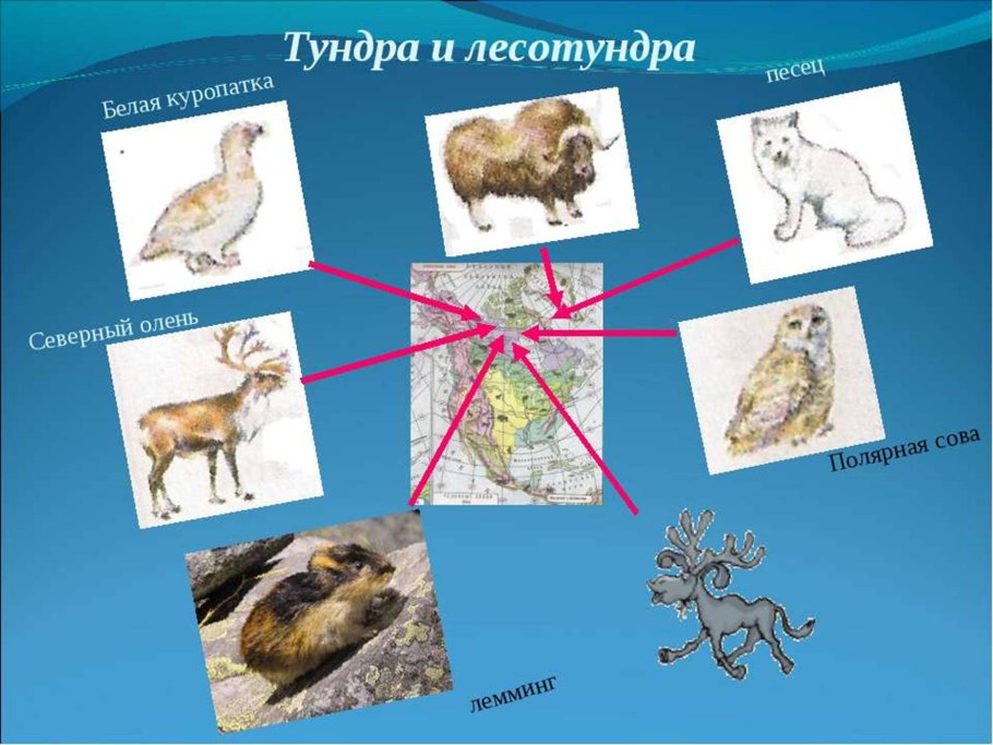Животные тундры и лесотундры