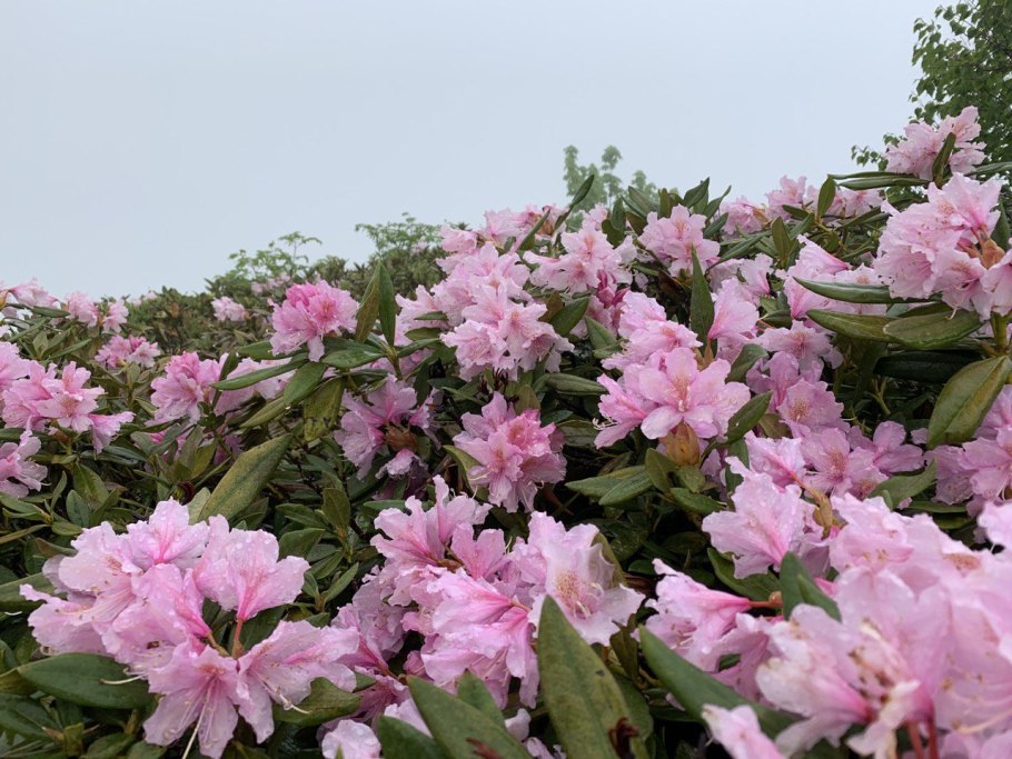 Рододендрон кавказский Архыз
