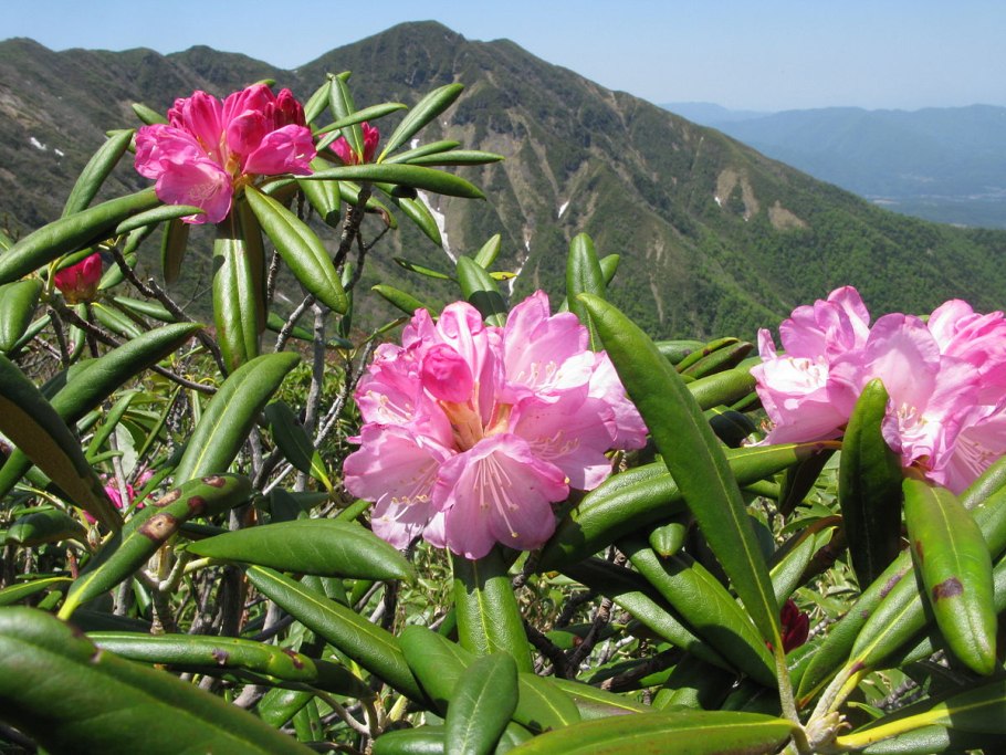 Софийские водопады Архыз рододендрон