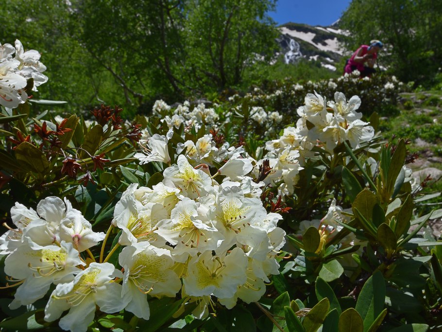 Долина рододендронов красная Поляна