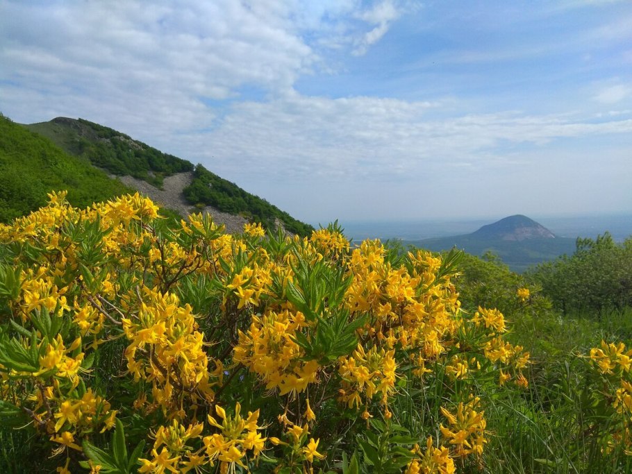 Рододендрон в Сочи