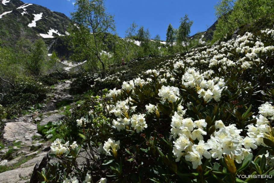 Рододендрон кавказский