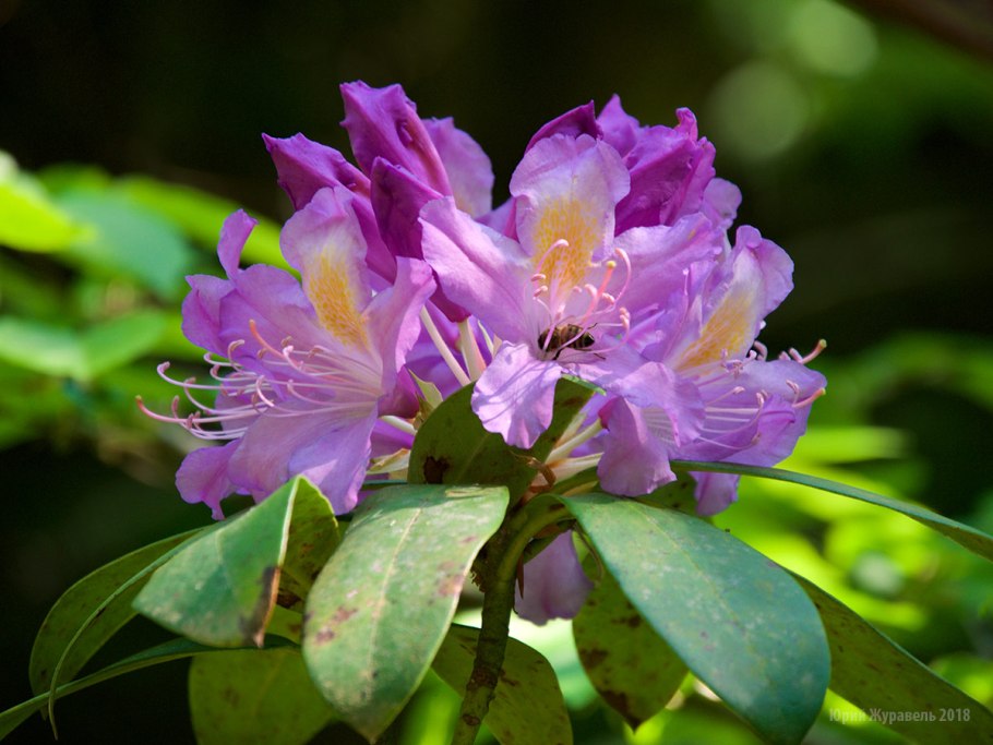 Рододендрон горный кавказский