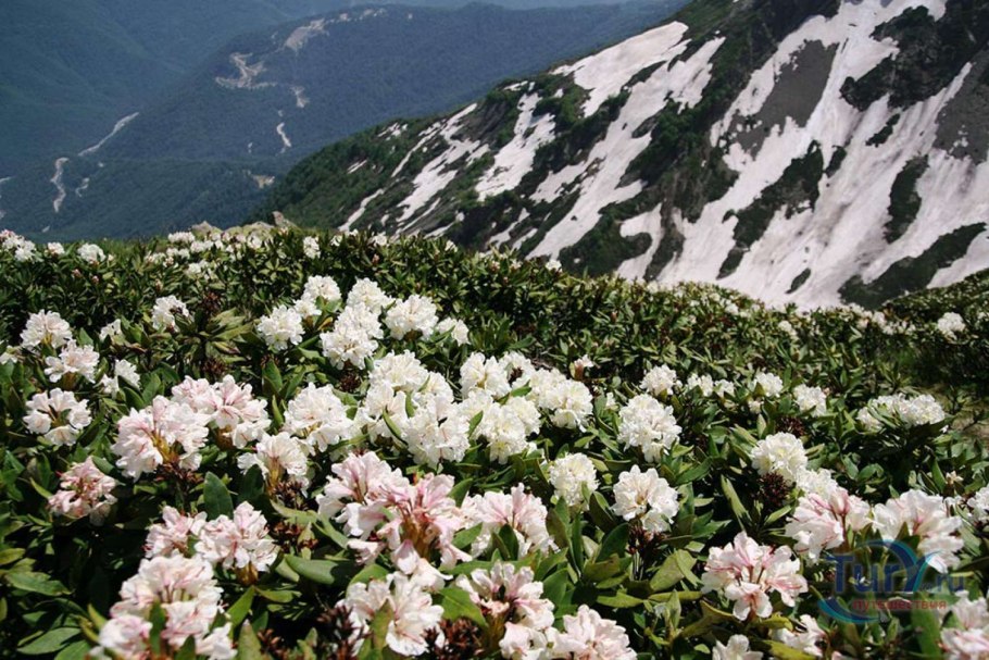 Рододендрон катевбинский Каннингемс Уайт