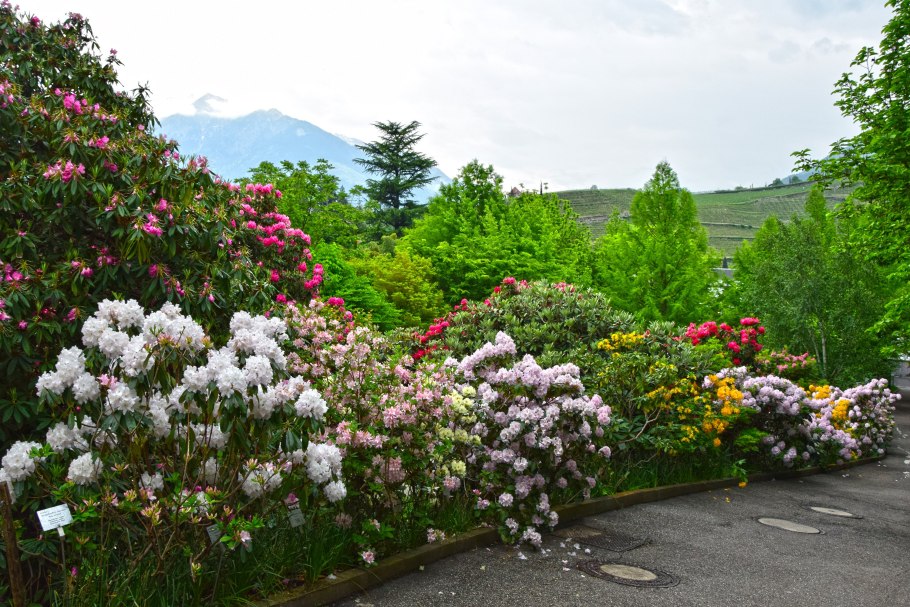 Дуккинские озера Архыз рододендрон