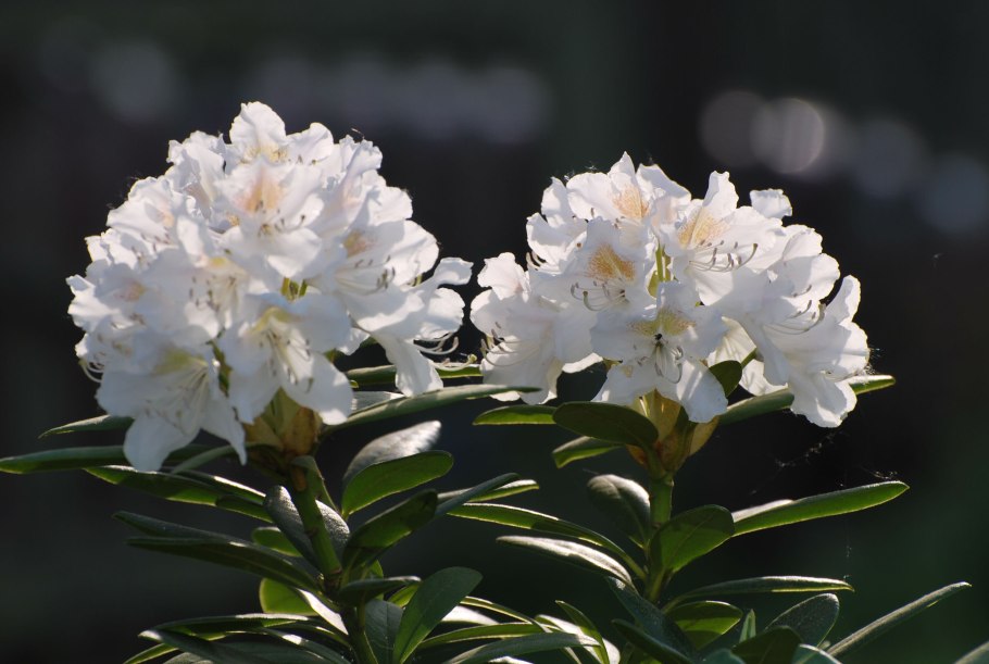 Рододендрон (Rhododendron тропики