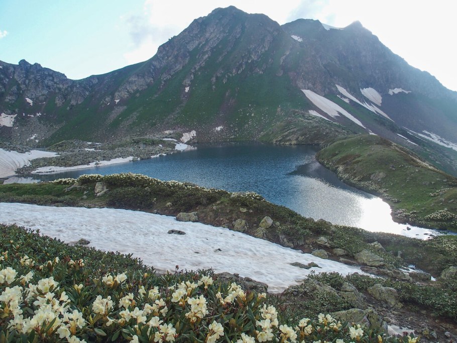 Рододендрон Эльбрус