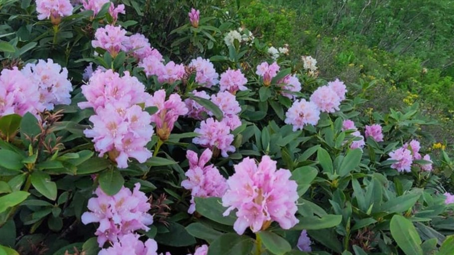 Рододендрон Приэльбрусья