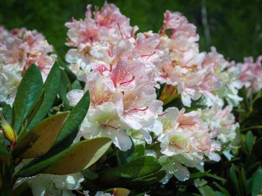 Цветение рододендрона