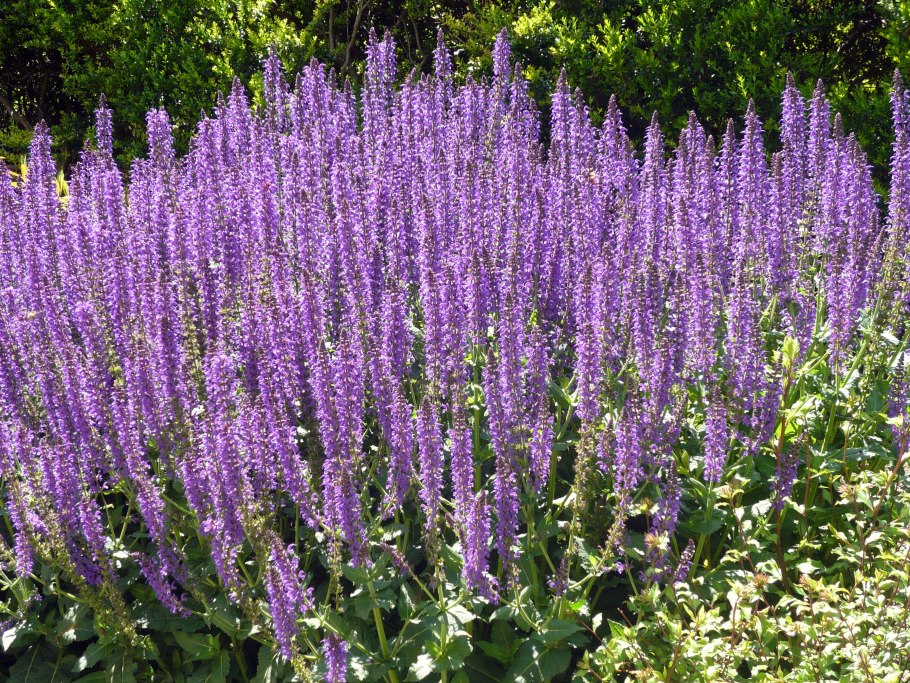 Шалфей Дубравный Майнахт