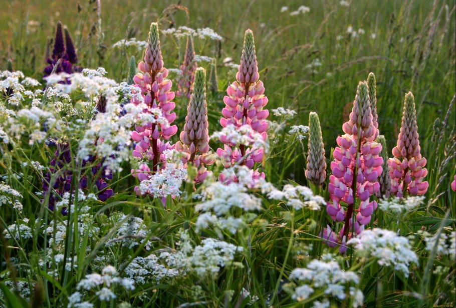 Дербенник вязолистный