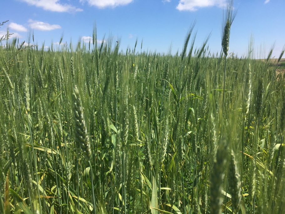 Лаванда узколистная 'Dwarf Blue'