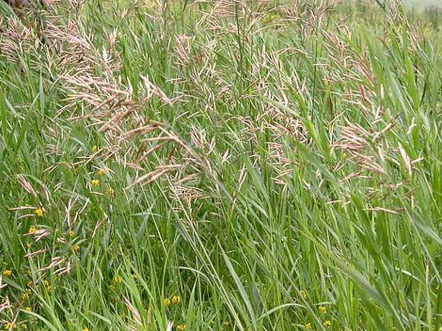 Люпин Луговой