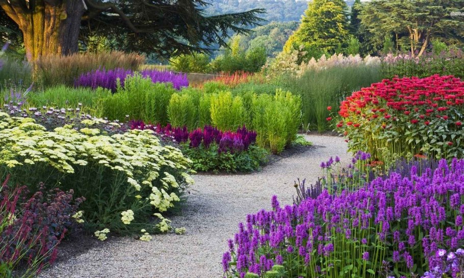 Люпин многолистный синий