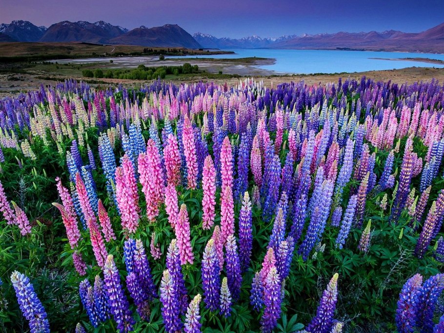 Люпин многолистный Рассела