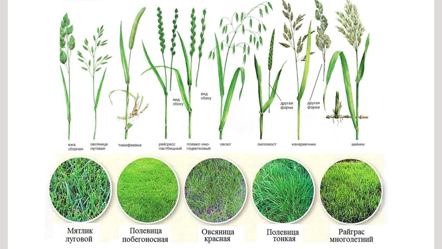 Дербенник иволистный