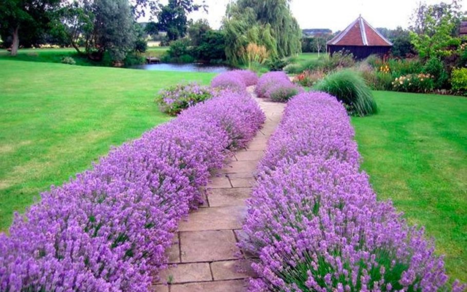 Вероникаструм виргинский альбум