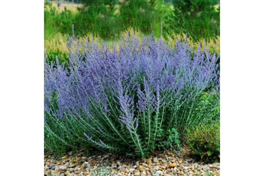 Люпины в Крыму