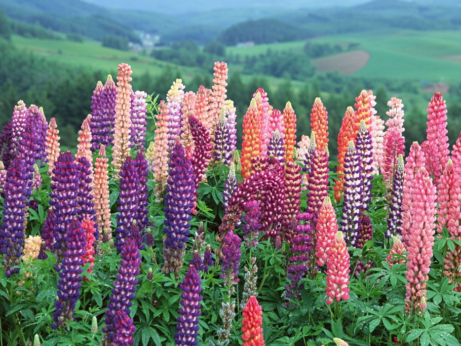 Вербена Дикая