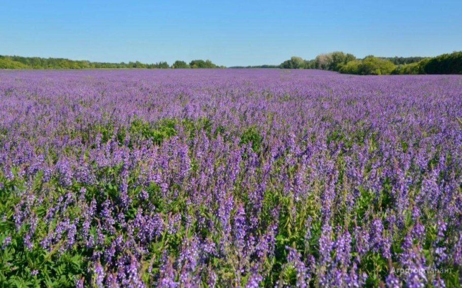 Лаванда узколистная