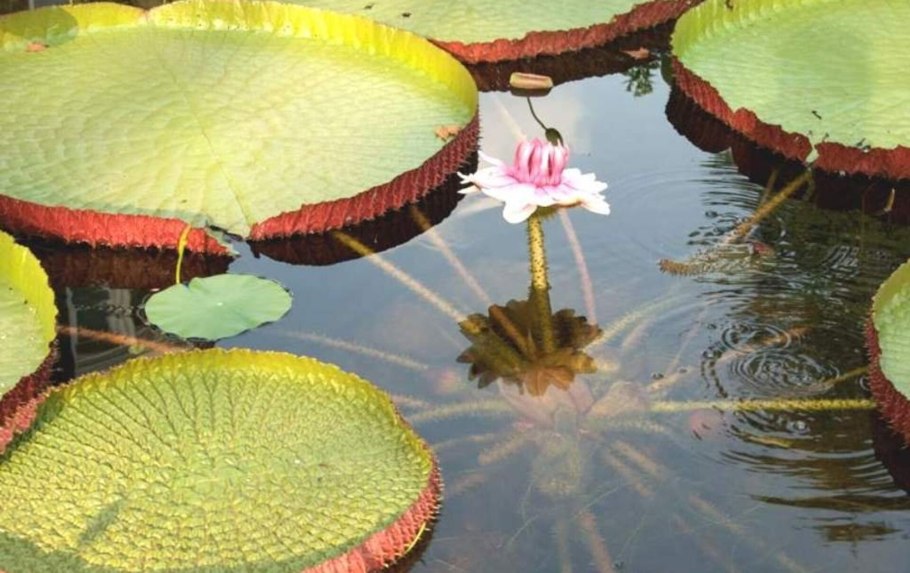 Виктория Амазонская (Victoria Amazonica)